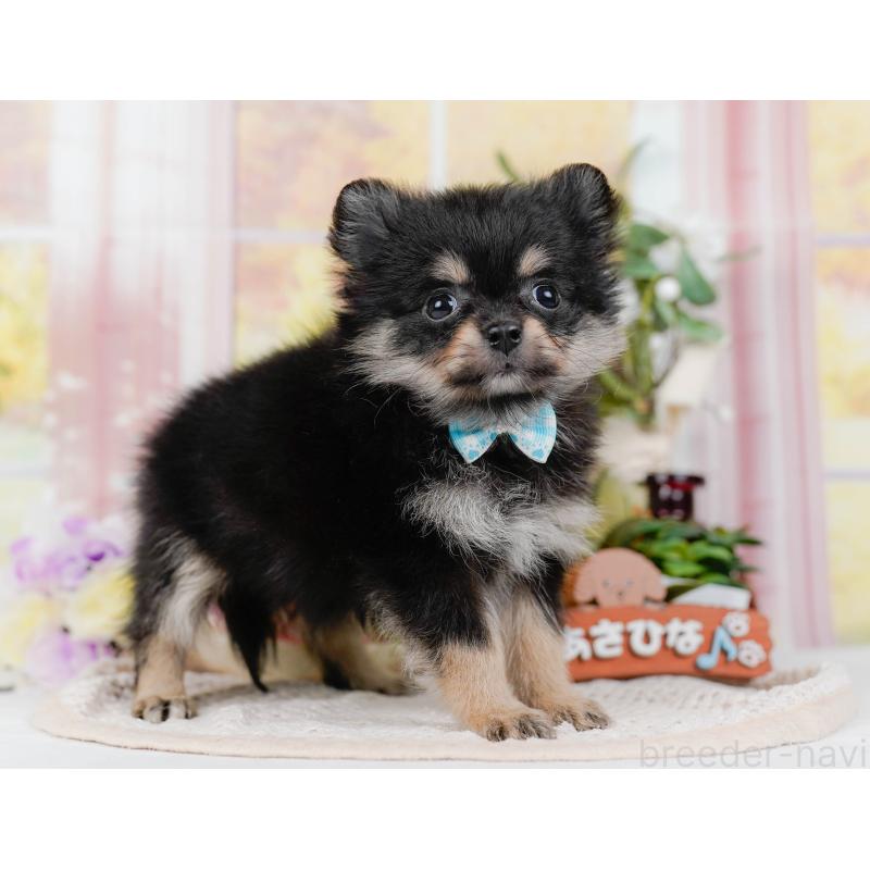 販売中の神奈川県のポメチワ:ポメラニアン×チワワ-423053の12枚目