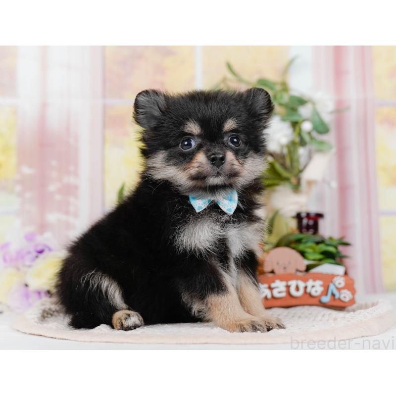 販売中の神奈川県のポメチワ:ポメラニアン×チワワ-423053の11枚目
