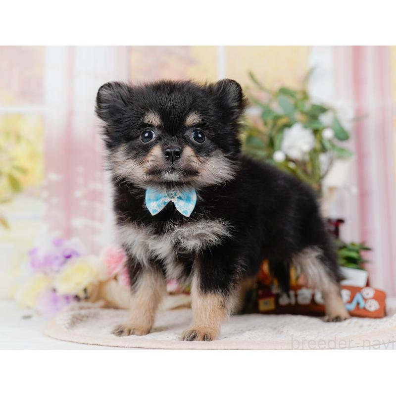 販売中の神奈川県のポメチワ:ポメラニアン×チワワ-423053の10枚目