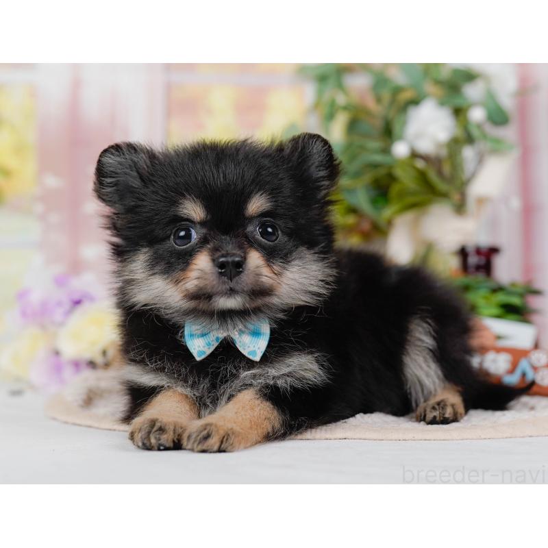 販売中の神奈川県のポメチワ:ポメラニアン×チワワ-423053の9枚目