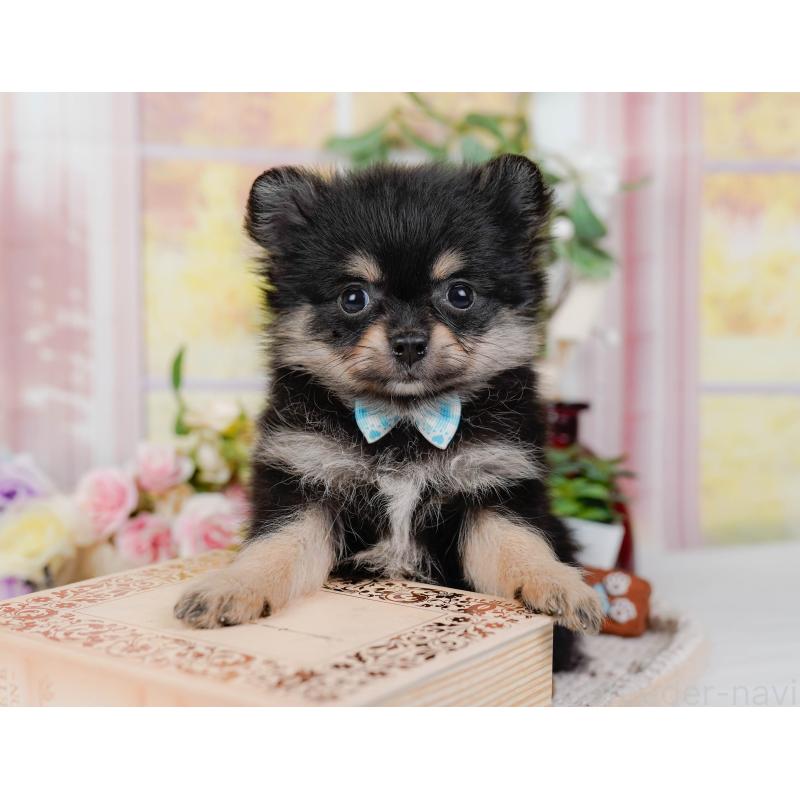 販売中の神奈川県のポメチワ:ポメラニアン×チワワ-423053の8枚目