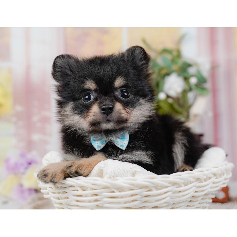 販売中の神奈川県のポメチワ:ポメラニアン×チワワ-423053の7枚目