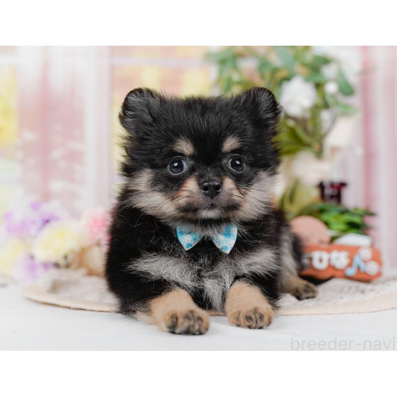 販売中の神奈川県のポメチワ:ポメラニアン×チワワ-423053の6枚目