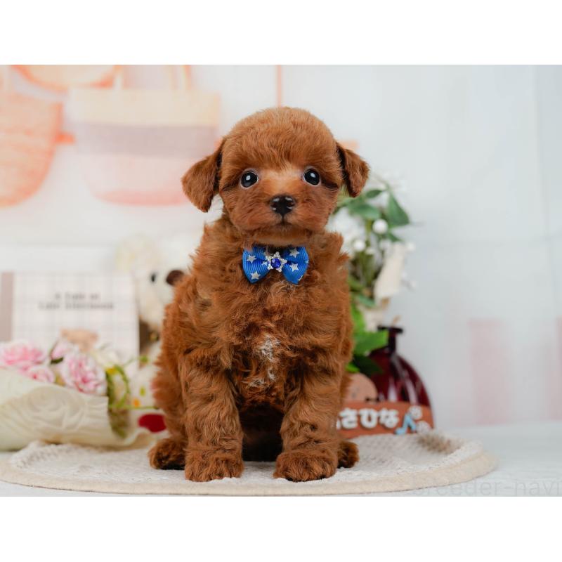 販売中の神奈川県のトイプードル-423034の13枚目