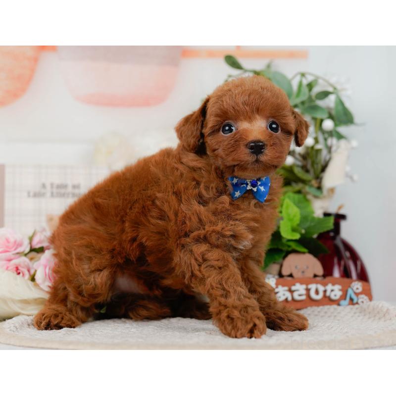 販売中の神奈川県のトイプードル-423034の12枚目