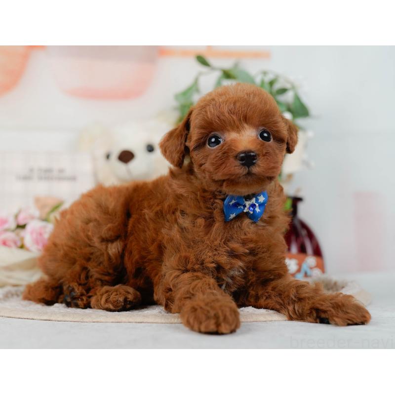 販売中の神奈川県のトイプードル-423034の11枚目