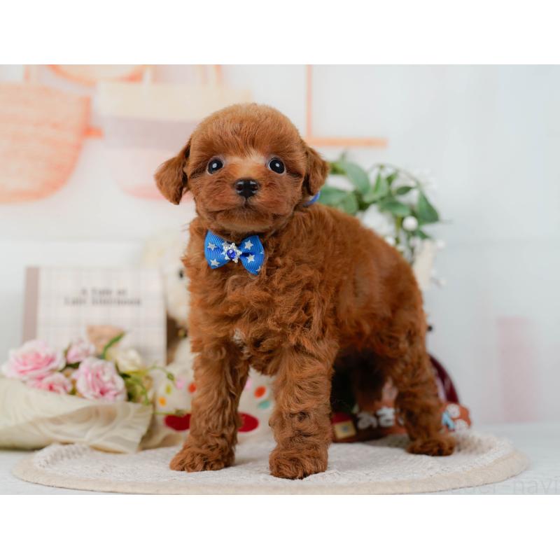 販売中の神奈川県のトイプードル-423034の10枚目