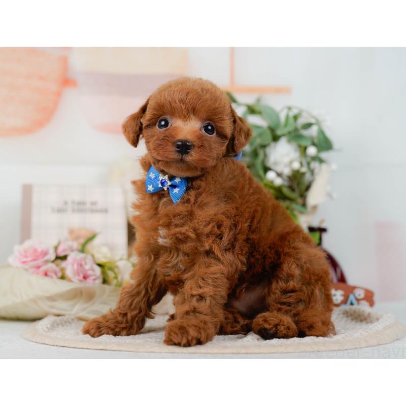 販売中の神奈川県のトイプードル-423034の9枚目