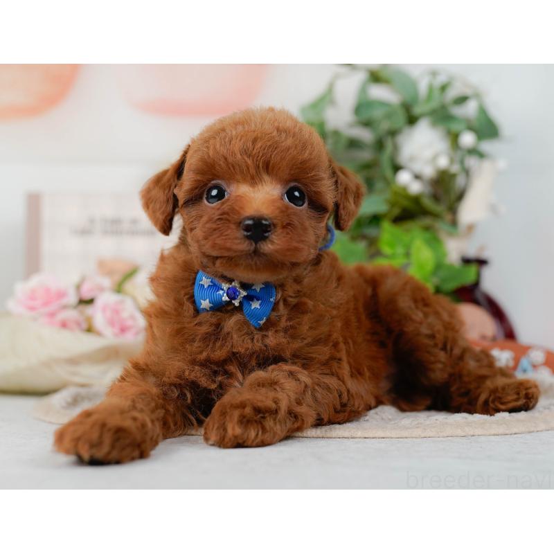 販売中の神奈川県のトイプードル-423034の8枚目