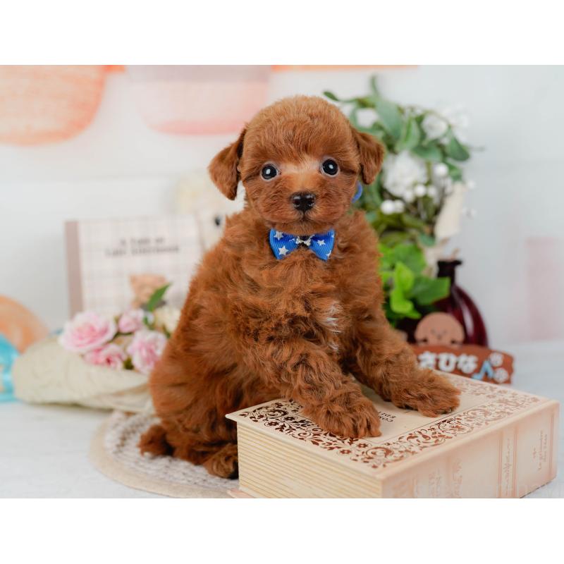 販売中の神奈川県のトイプードル-423034の7枚目