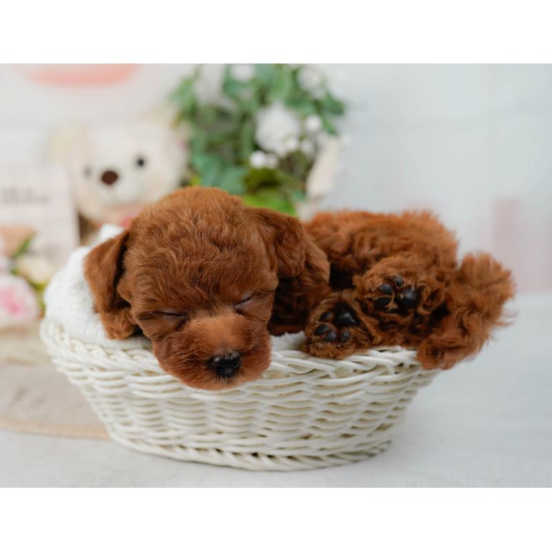 販売中の神奈川県のトイプードル-423034の6枚目