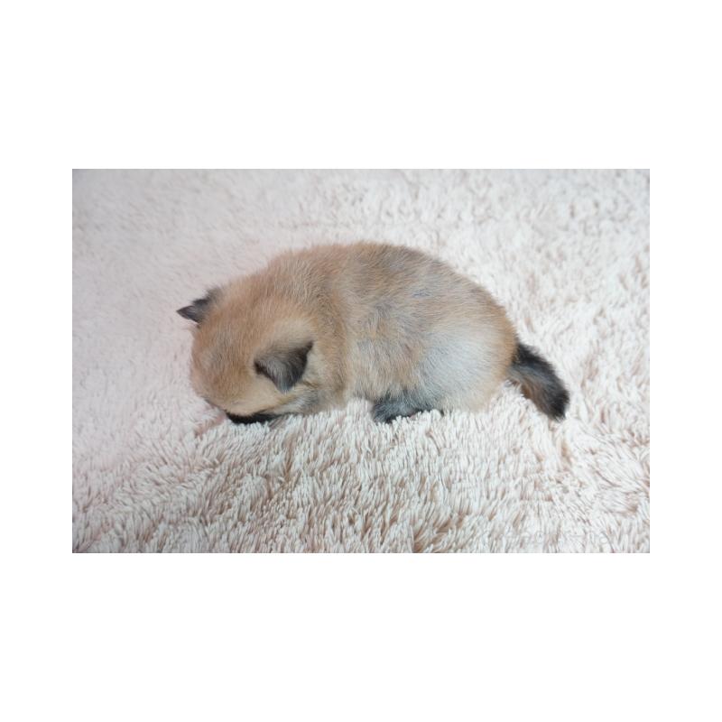 販売中の奈良県のミックス犬-422623の5枚目