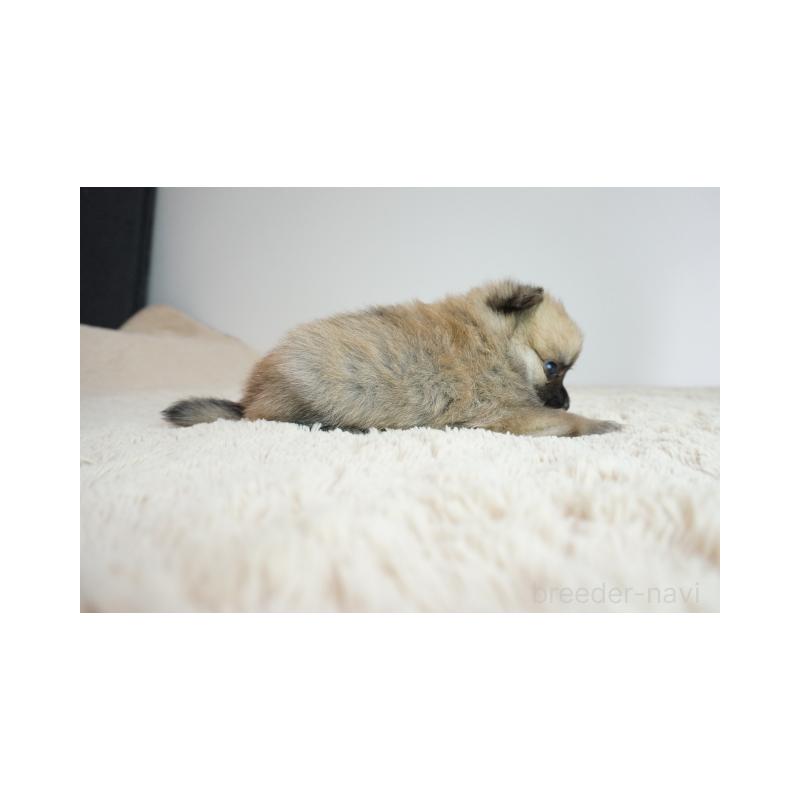 販売中の奈良県のミックス犬-422623の4枚目