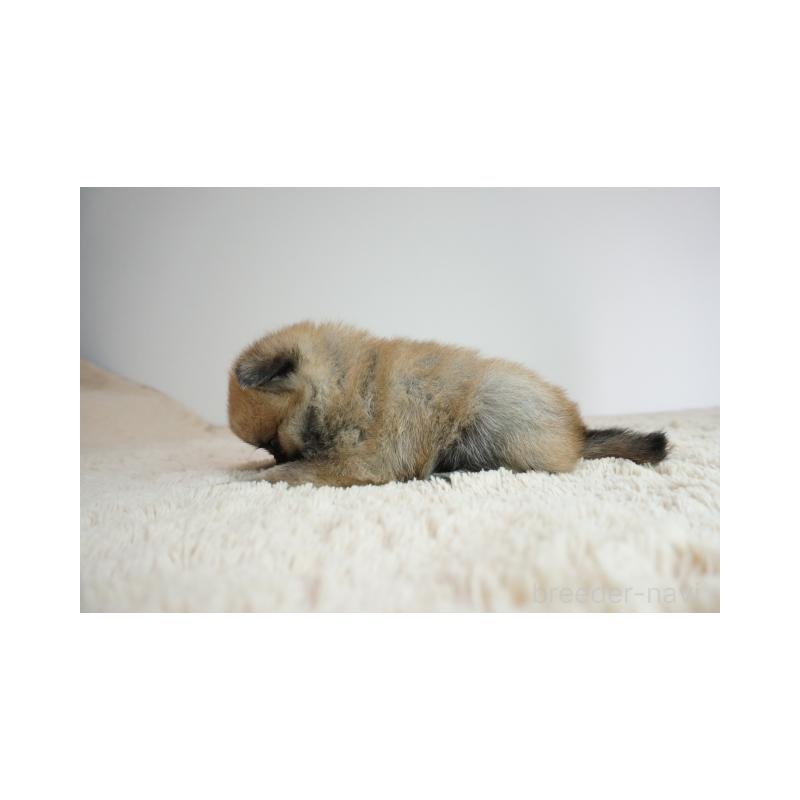 販売中の奈良県のミックス犬-422623の3枚目