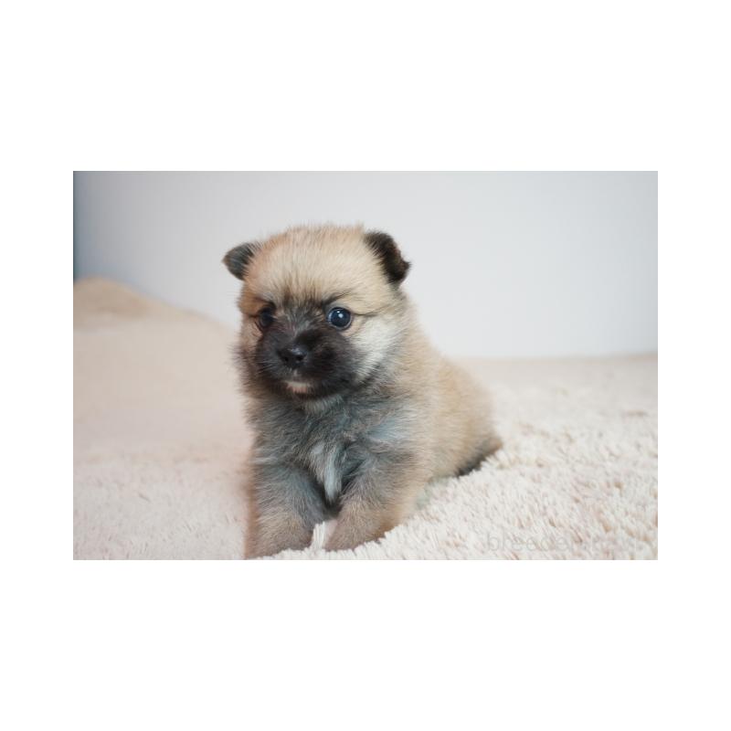 販売中の奈良県のミックス犬-422623の2枚目