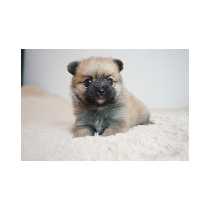 販売中の奈良県のミックス犬-422623の1枚目