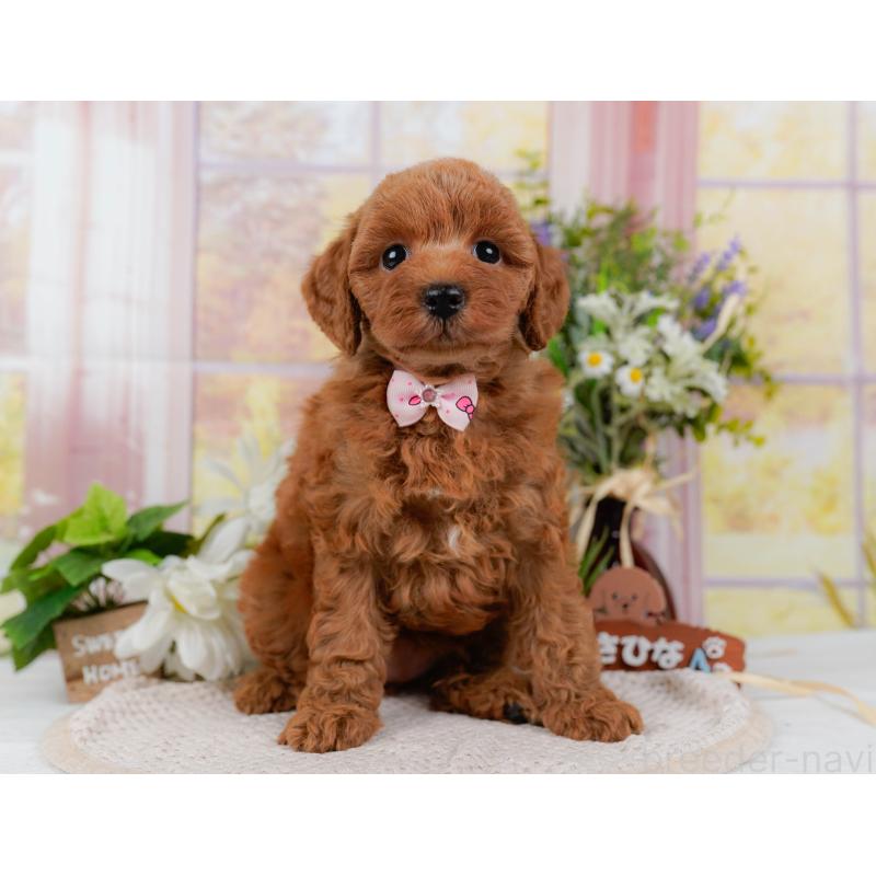 販売中の神奈川県のトイプードル-423042の13枚目