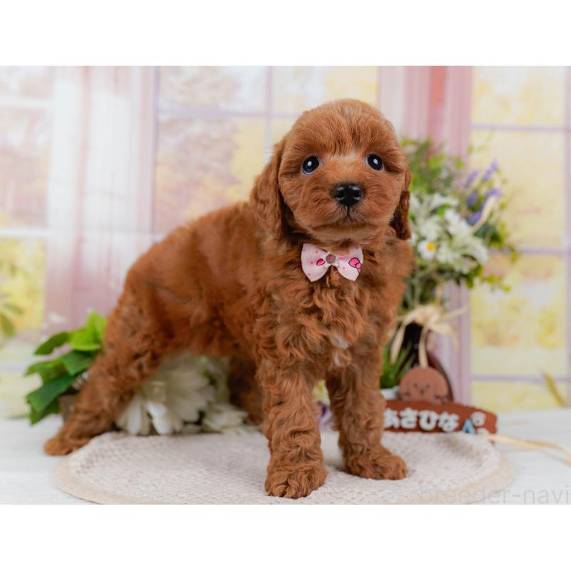 販売中の神奈川県のトイプードル-423042の12枚目