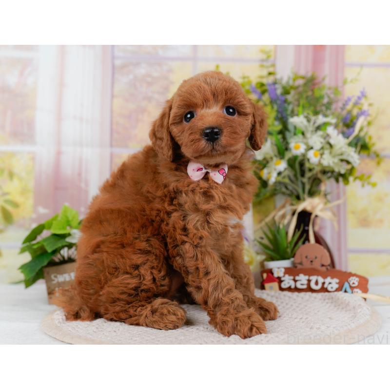 販売中の神奈川県のトイプードル-423042の11枚目