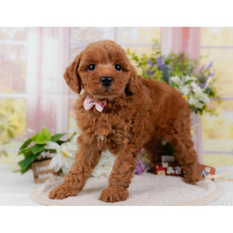 販売中の神奈川県のトイプードル-423042の10枚目