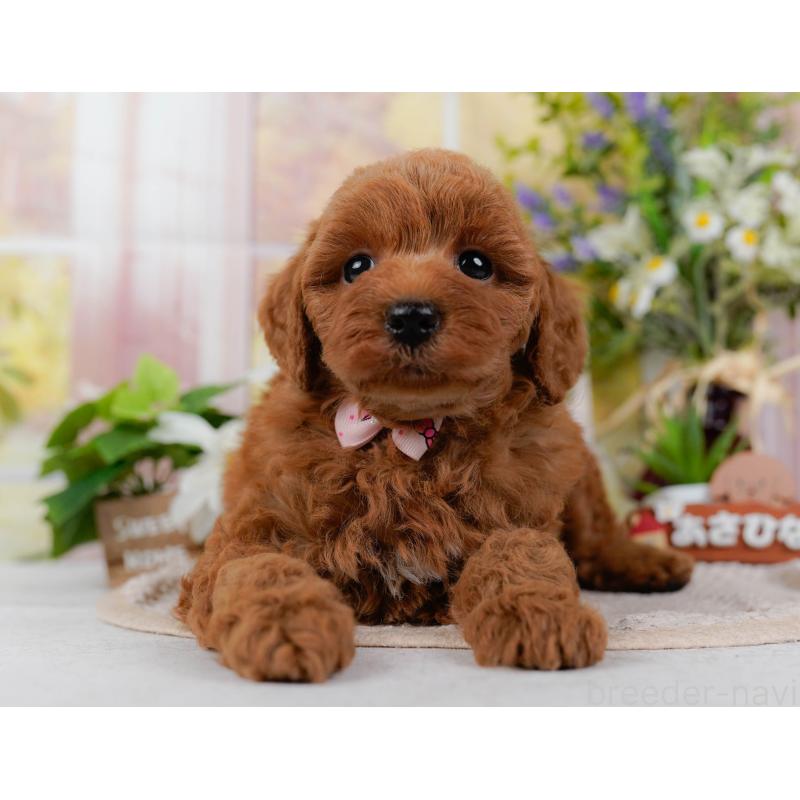 販売中の神奈川県のトイプードル-423042の9枚目