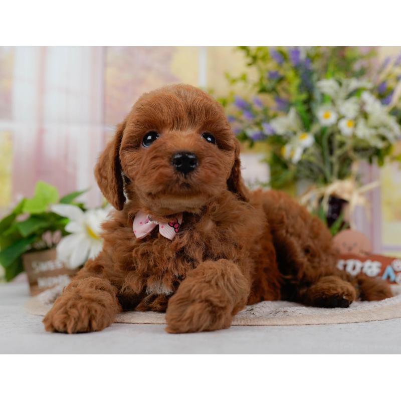 販売中の神奈川県のトイプードル-423042の8枚目