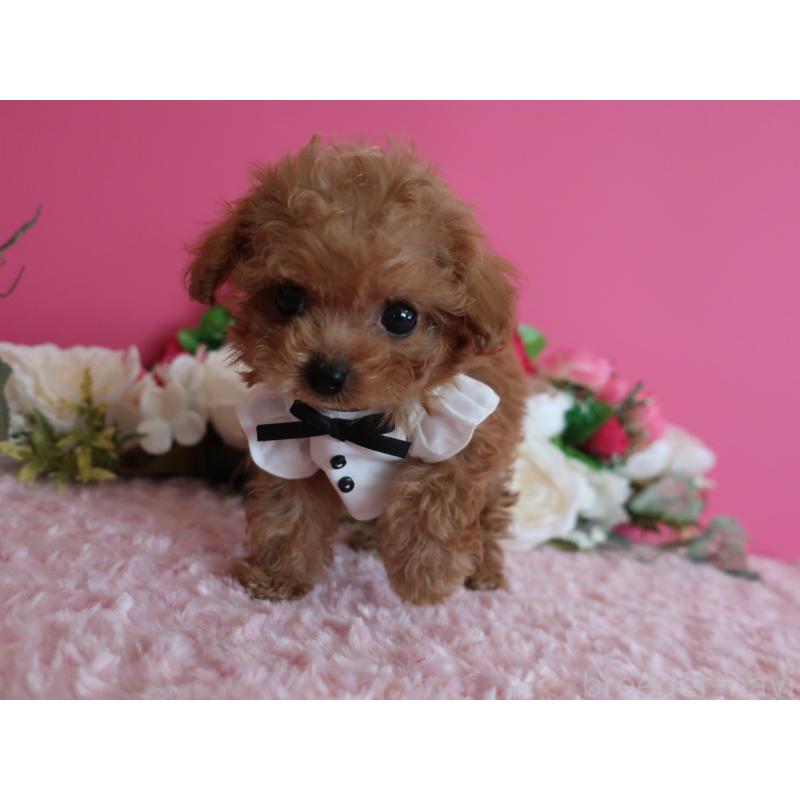 成約済の鹿児島県のティーカッププードル-419490の9枚目