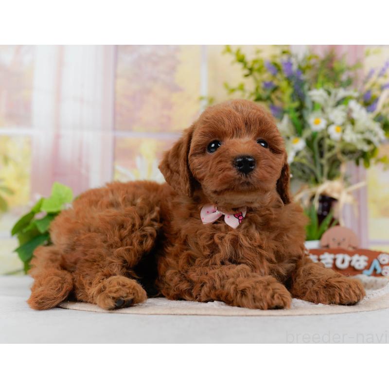 販売中の神奈川県のトイプードル-423042の7枚目