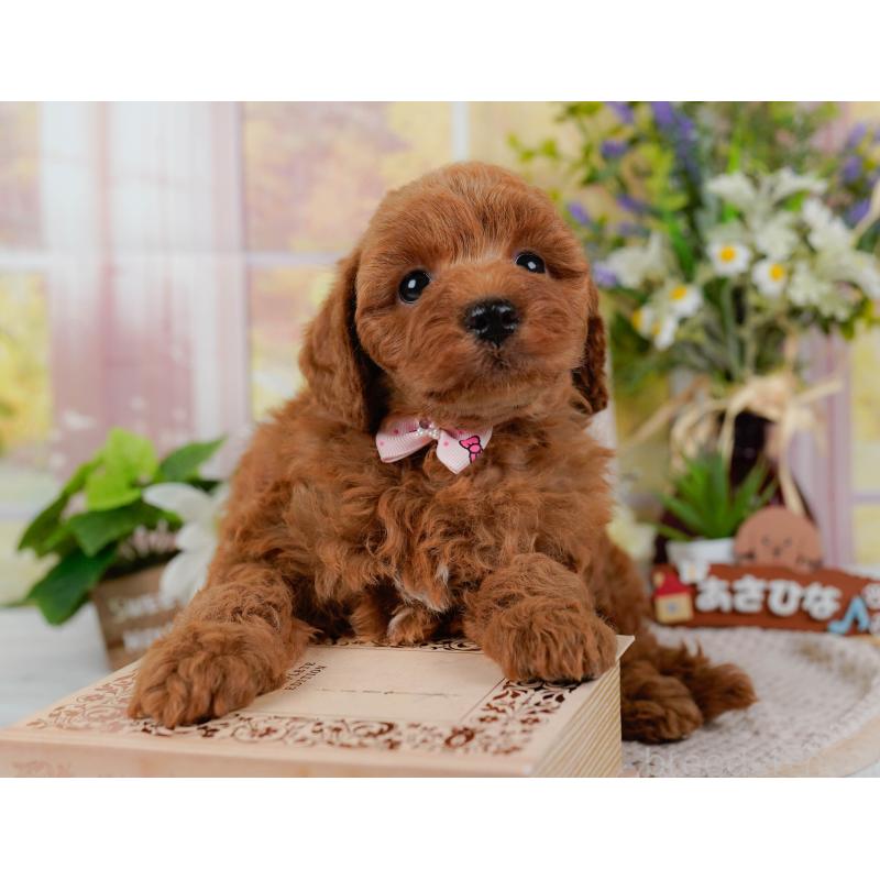 販売中の神奈川県のトイプードル-423042の6枚目