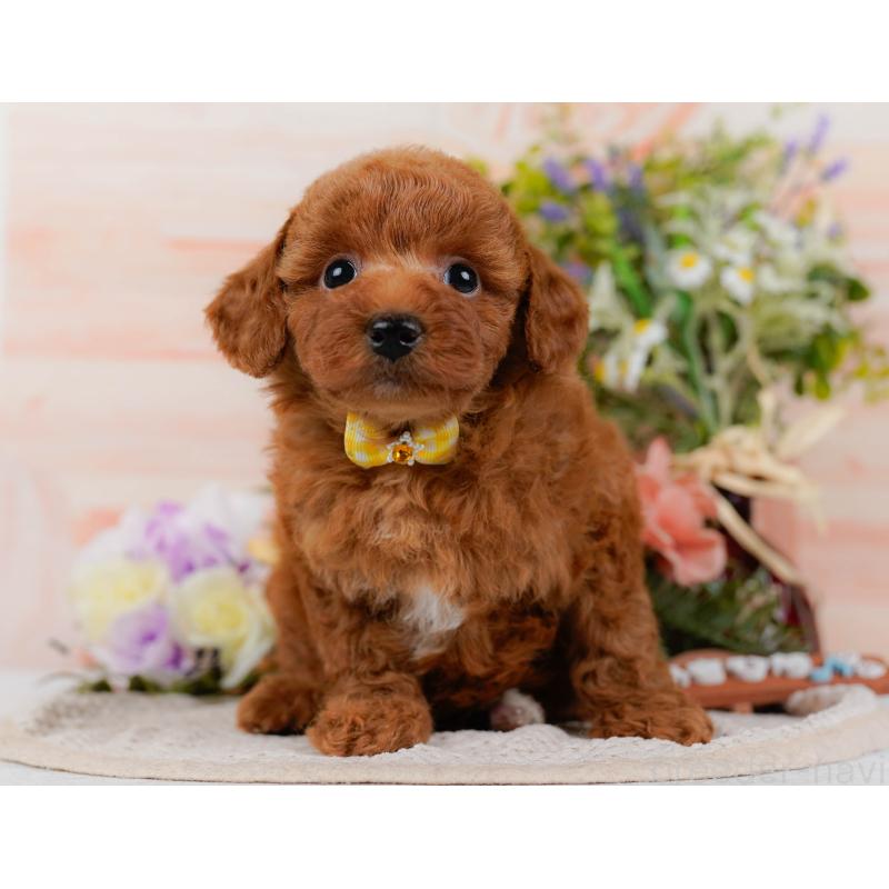 販売中の神奈川県のトイプードル-423046の13枚目