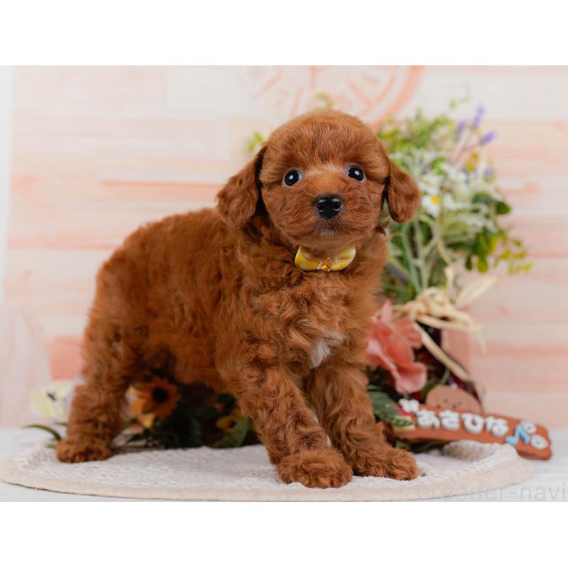 販売中の神奈川県のトイプードル-423046の12枚目