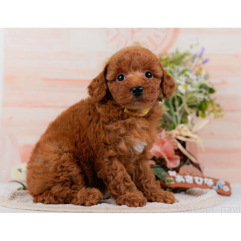 販売中の神奈川県のトイプードル-423046の11枚目