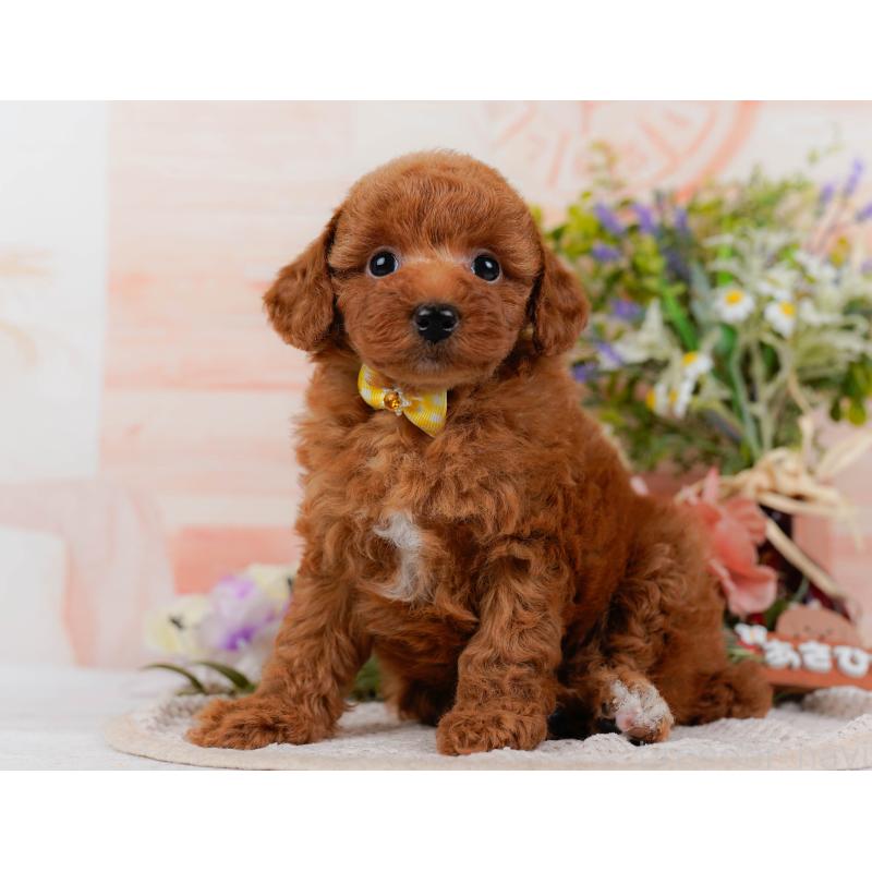 販売中の神奈川県のトイプードル-423046の10枚目