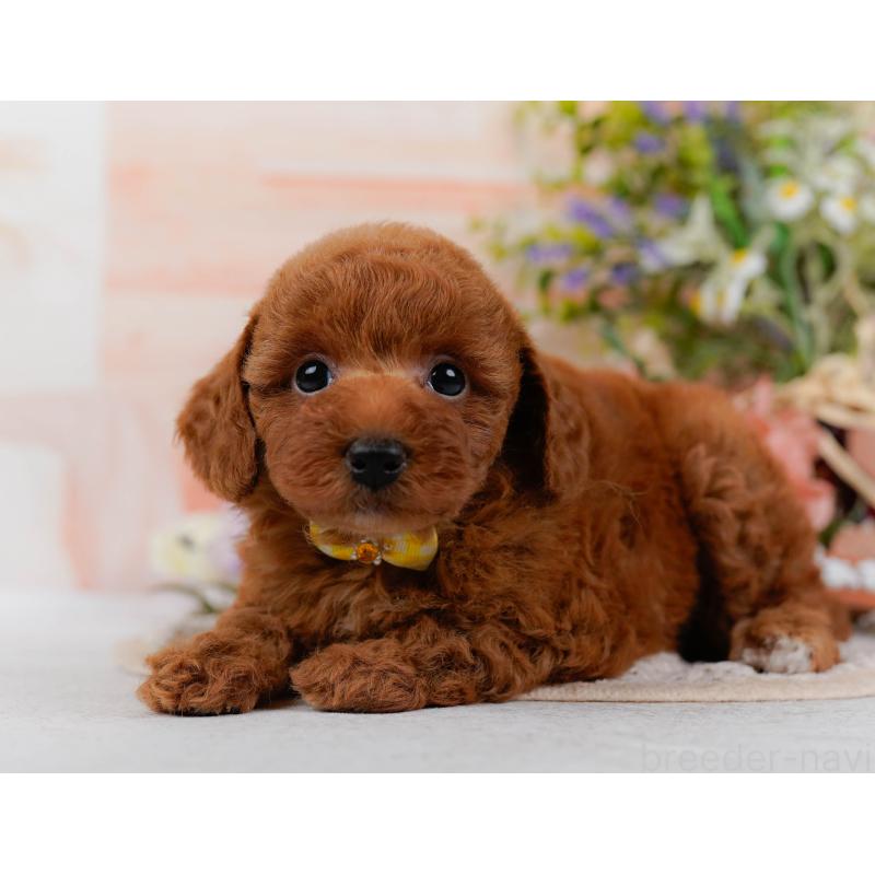 販売中の神奈川県のトイプードル-423046の9枚目