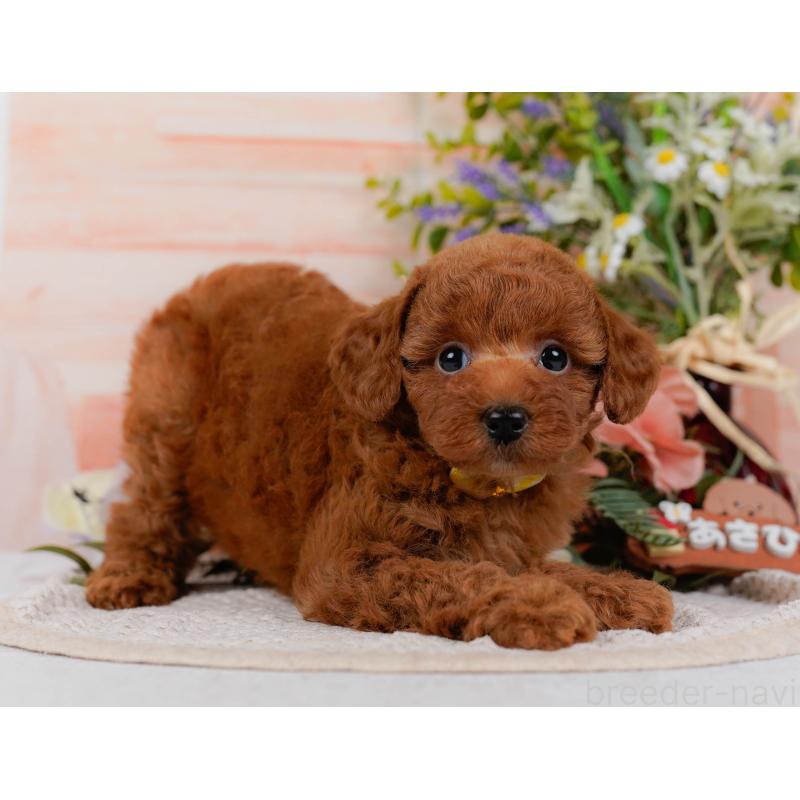 販売中の神奈川県のトイプードル-423046の8枚目