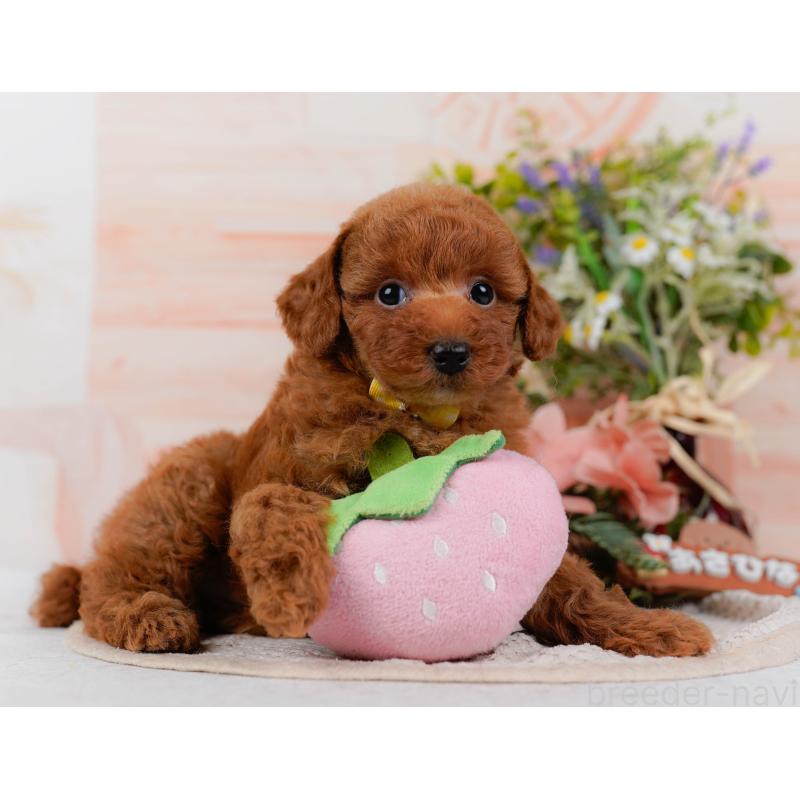 販売中の神奈川県のトイプードル-423046の7枚目