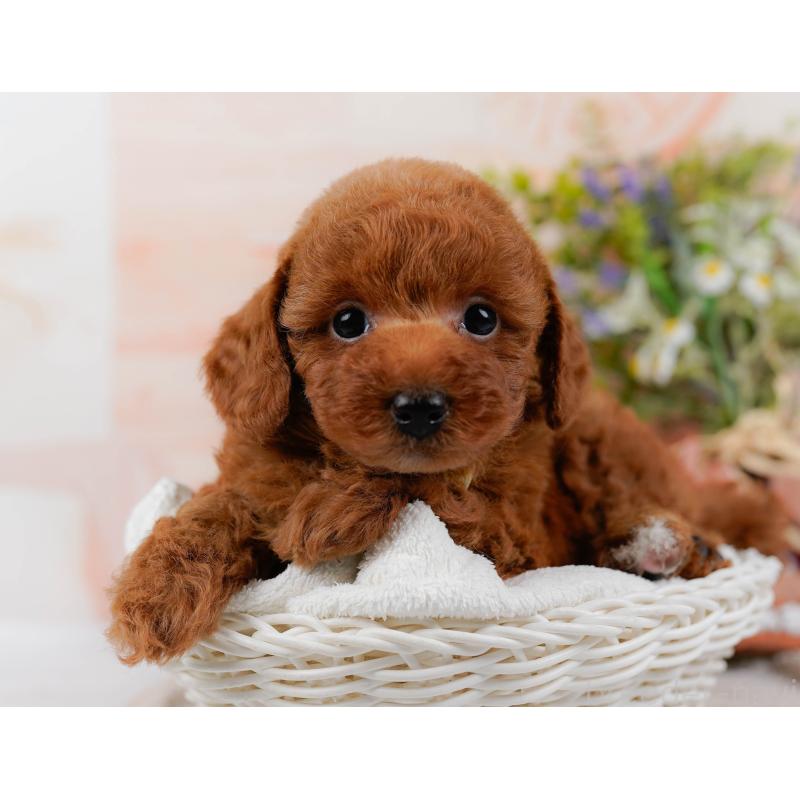 販売中の神奈川県のトイプードル-423046の6枚目