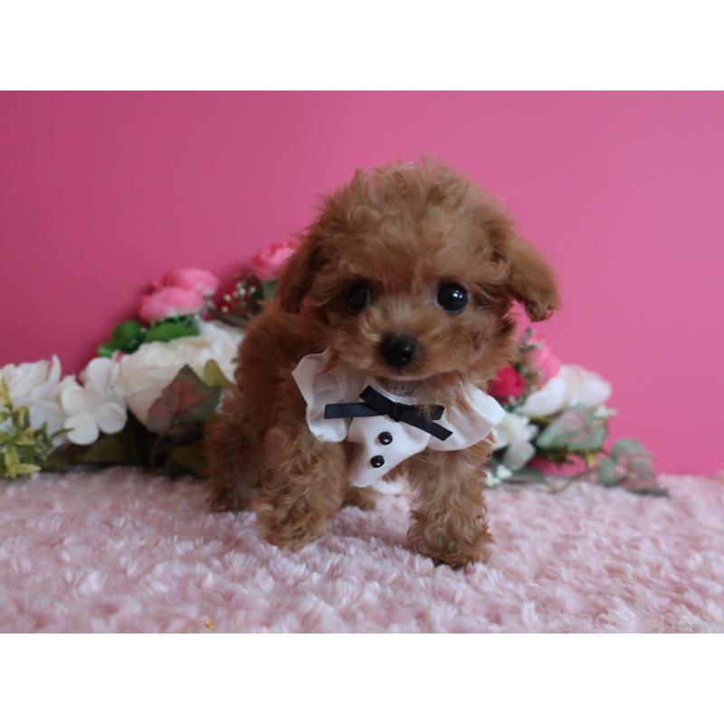 成約済の鹿児島県のティーカッププードル-419490の8枚目