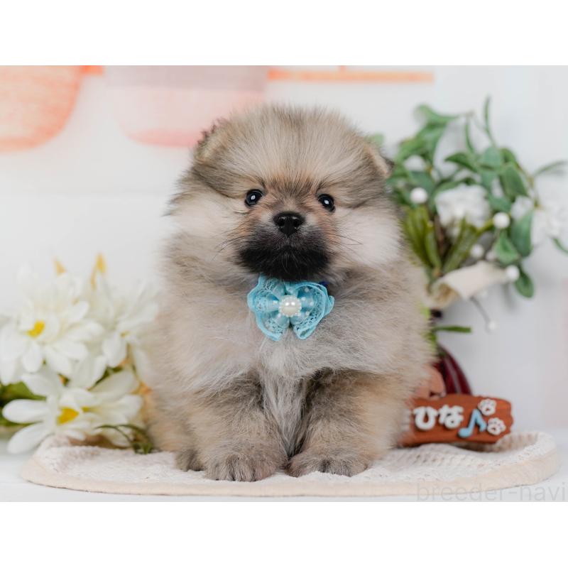 販売中の神奈川県のポメラニアン-422794の11枚目