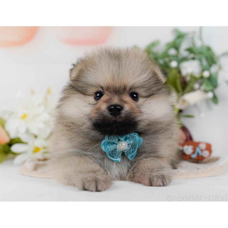 販売中の神奈川県のポメラニアン-422794の10枚目