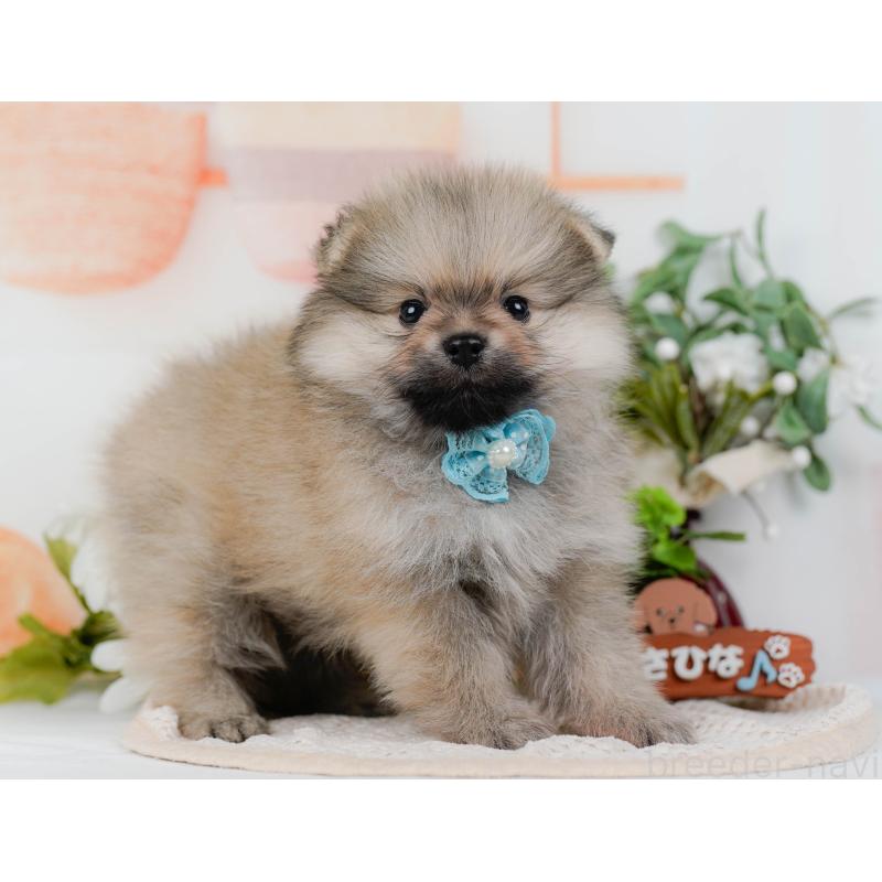 販売中の神奈川県のポメラニアン-422794の9枚目