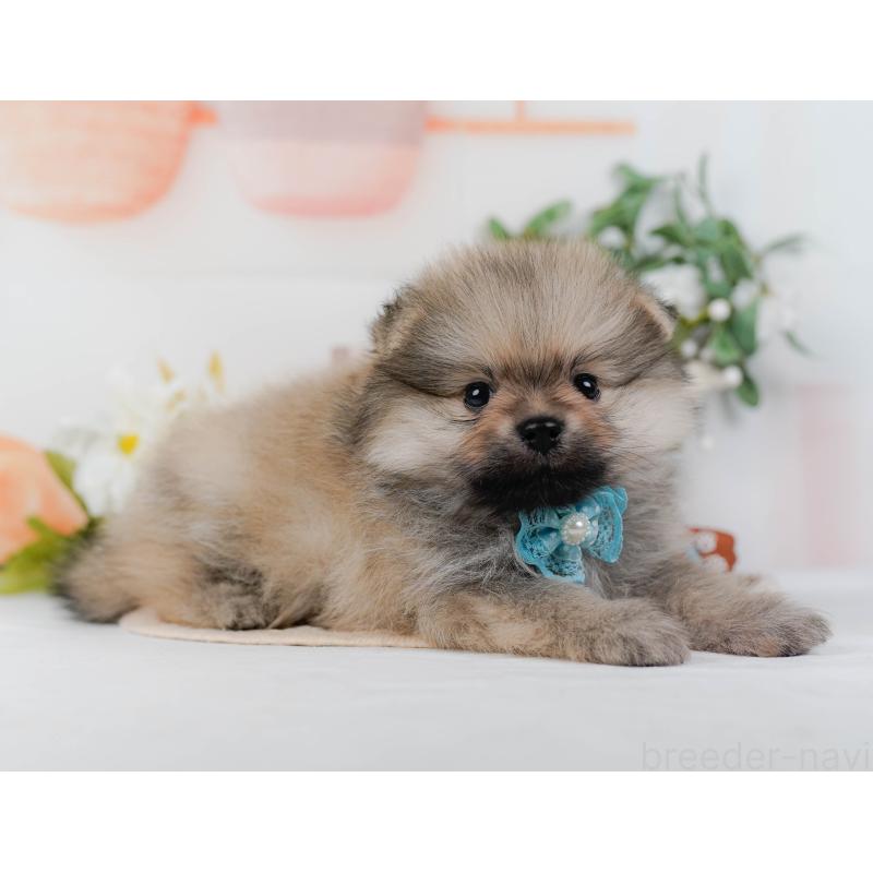 販売中の神奈川県のポメラニアン-422794の8枚目