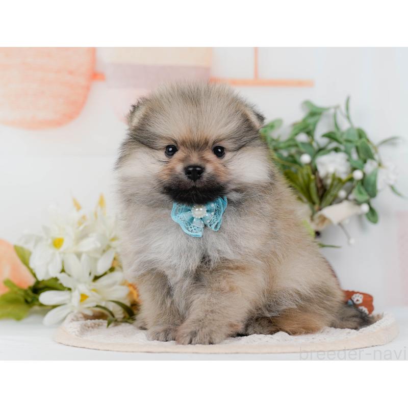 販売中の神奈川県のポメラニアン-422794の7枚目