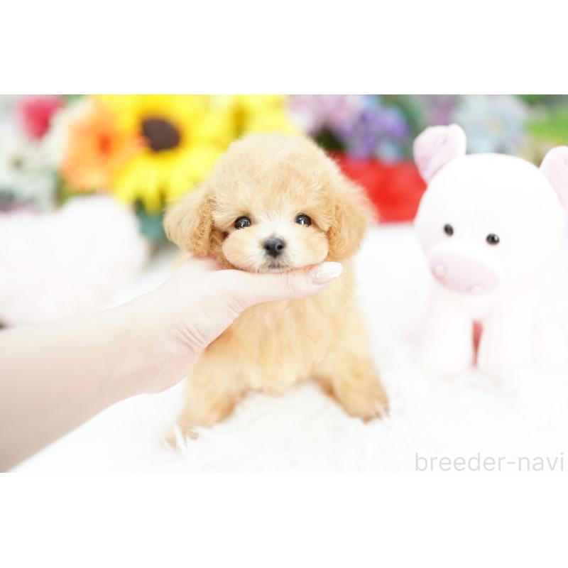 販売中の埼玉県のビションプー:ビションフリーゼ×トイプードル-422624の4枚目