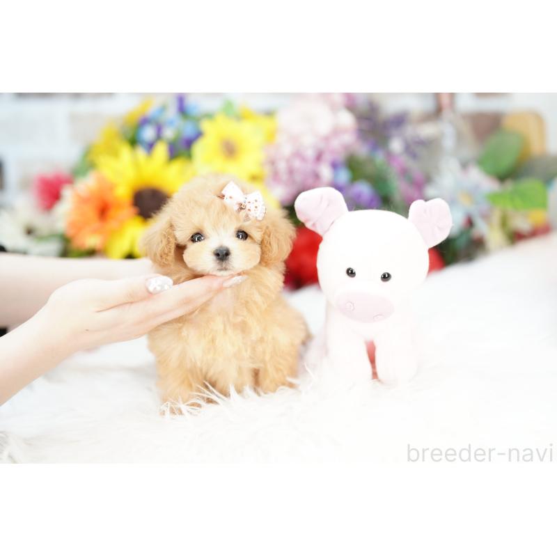 販売中の埼玉県のビションプー:ビションフリーゼ×トイプードル-422624の3枚目