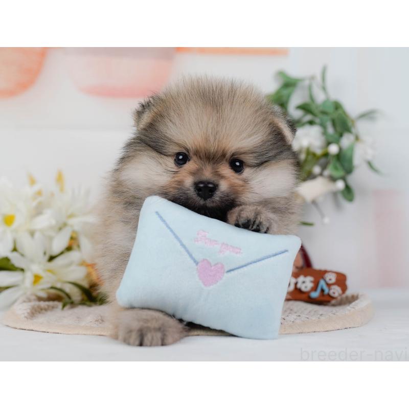 販売中の神奈川県のポメラニアン-422794の6枚目