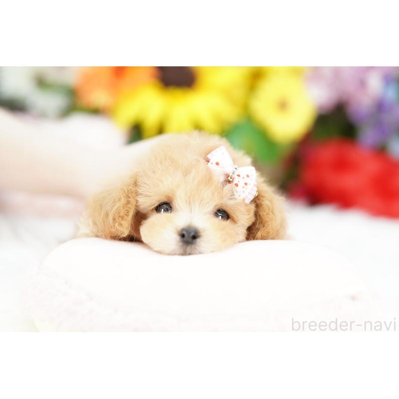 販売中の埼玉県のビションプー:ビションフリーゼ×トイプードル-422624の2枚目