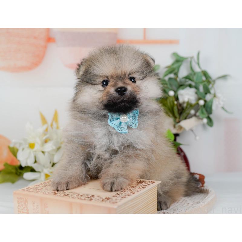 販売中の神奈川県のポメラニアン-422794の5枚目