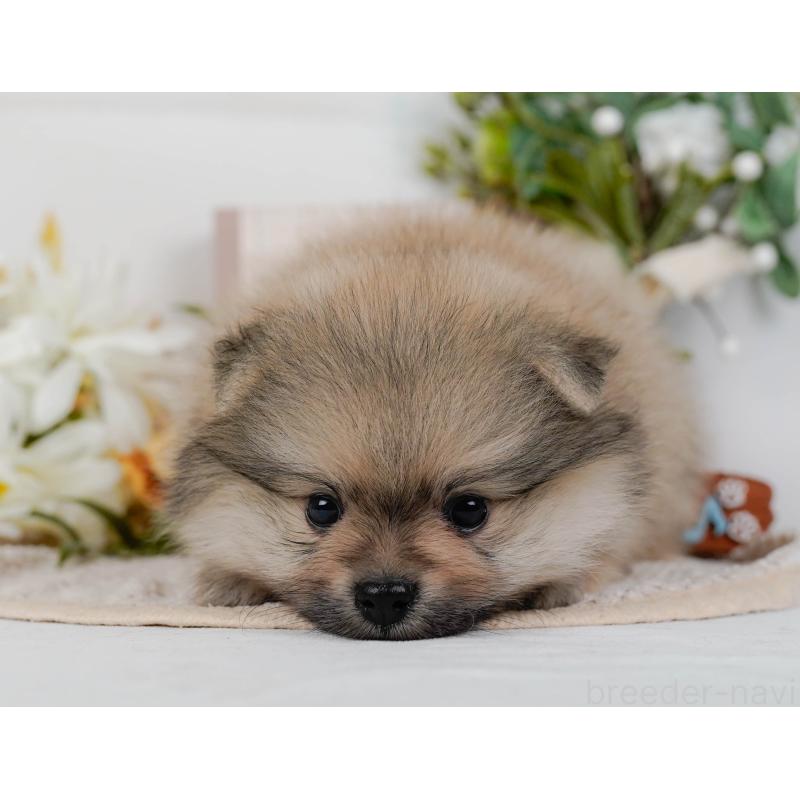 販売中の神奈川県のポメラニアン-422794の4枚目