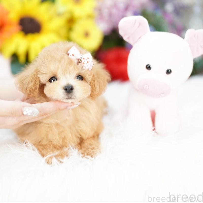 販売中の埼玉県のビションプー:ビションフリーゼ×トイプードル-422624